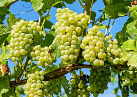 abundant grape harvest