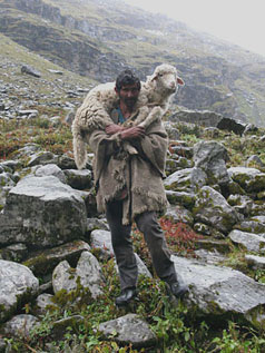 shepherd with rescued sheep
