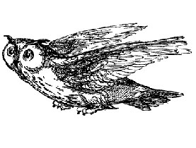 owl in flight: