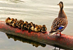 duckling refuge
