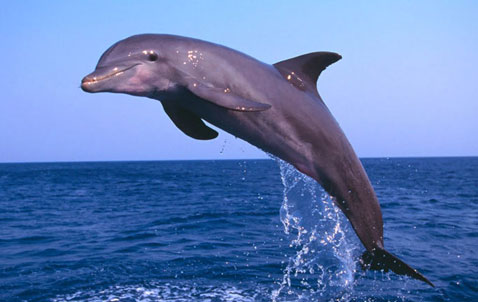 dolphin, leaping