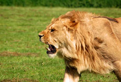 snarling lion