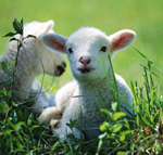 a lamb, upclose