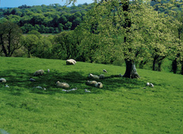 a green pasture
