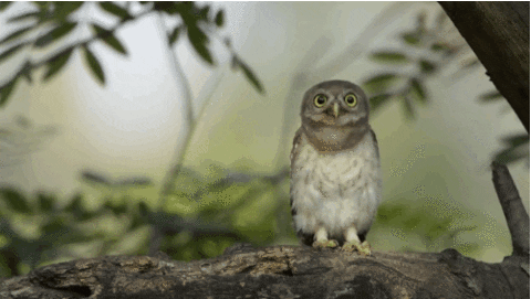 file search owl