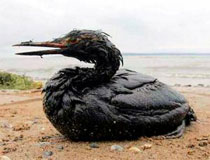 bird on Louisianna beach