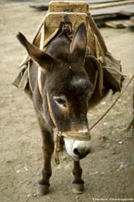 Upozugion the donkey
