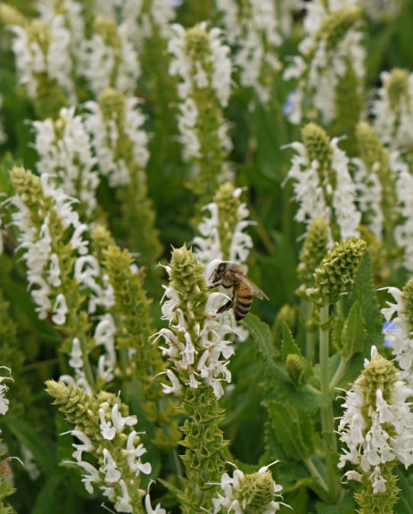 bee in blossoms