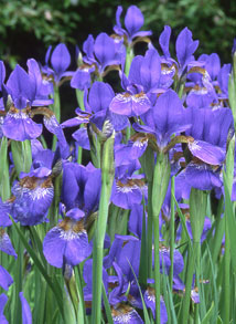 irises