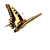 a butterfly