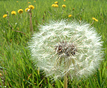 dandelions