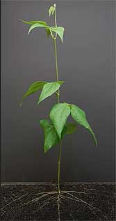 bean plant, grown