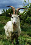 Irish mountain goat