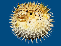 puffer fish