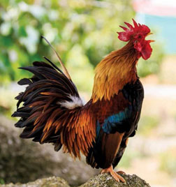rooster crowing