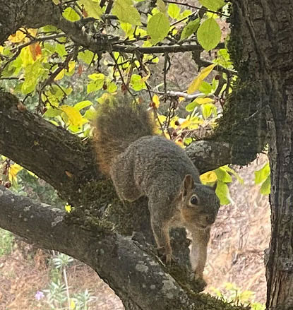 squirrel messenger