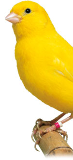 canary