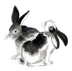 pair of rabbits