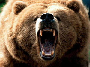 angry mamma bear