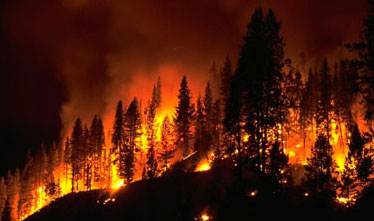 forest fire