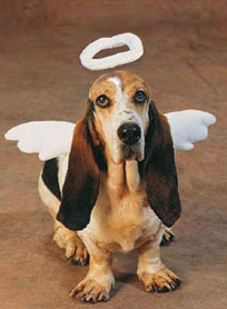 dog angel