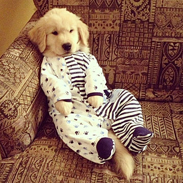 dog in pjs