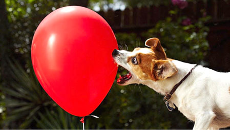 Twinkie aiming for a balloon